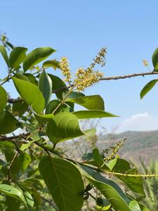 Extracto de hierbas Material Black Myrobalan Terminalia Chebula Fruta seca Agricultura seca Región montañosa Western Maharashtra - Product Image 2