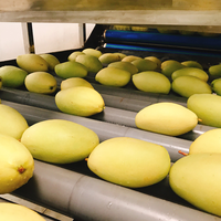 Premium verse mango uit Vietnam - Exportkwaliteit klasse 1 met concurrerende prijs
