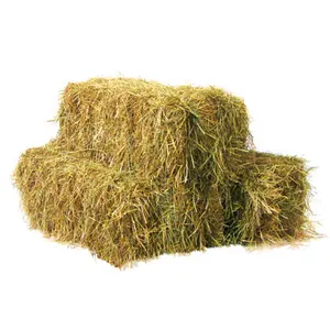 COW FEED RICE STRAW FOR COW FEEDING - VIETNAM AGRICULTURAL PRODUCTS - DRIED RICE PADDY STRAW BALES