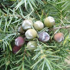 น้ำมันหอมระเหยบริสุทธิ์และเป็นธรรมชาติ100% การบำรุงรักษาความแข็งแรงดูแลนวดโรงงานผู้ผลิต cade น้ำมันหอมระเหยอินเดีย - Product Image 4