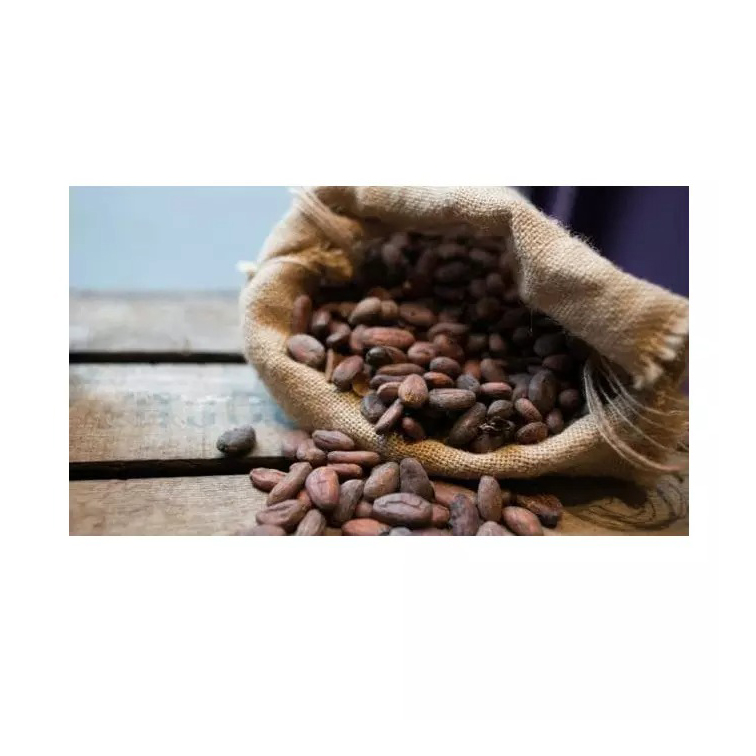 Good Quality Dried Grade A Cocoa Beans cocoa powder cocoa butter/ Cacao/ Chocolate Bean