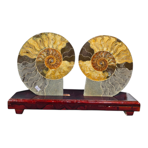 Spécimen d'ammonite fossile, coquille d'ammonite fossile, pierres et minéraux naturels avec une histoire ancienne, style rétro - Product Image 1