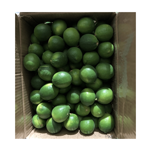 Limes fraîches du Vietnam-Haute qualité, juteux, 100% naturel, sans produits chimiques, norme d'exportation, ventes en gros, excellent prix - Product Image 1
