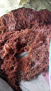 Algues sargasses vietnamiennes de haute qualité/sargasses séchées à bon prix du fournisseur du Viet Nam - Product Image 6