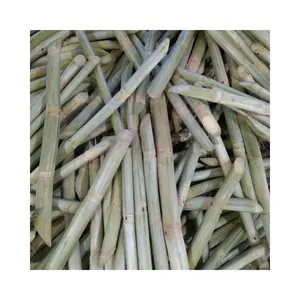 Best Selling Agriculture Products Wholesale Tropical fruit Frozen Sugarcane with best price