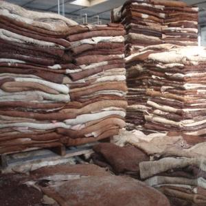 Cabezas de vaca saladas húmedas – Calidad de exportación |   Mejores Precios - Product Image 2