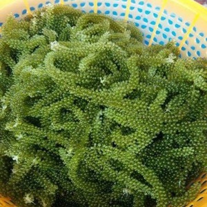 สาหร่ายเขียวเวียดนามสด สำหรับซูชิ ซาชิมิ สลัด และอาหารทะเลต่างๆ - Product Image 6