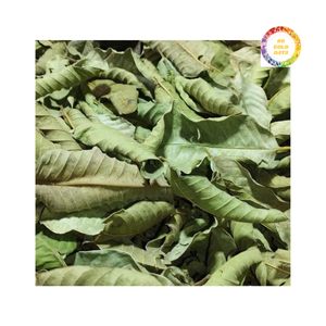 Feuilles de goyave de qualité supérieure séchées pas cher vente qualité supérieure exportation - Product Image 2