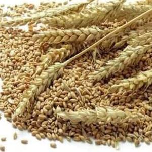 Parfait comme produit de première classe, 2022-blé dur biologique - Product Image 2