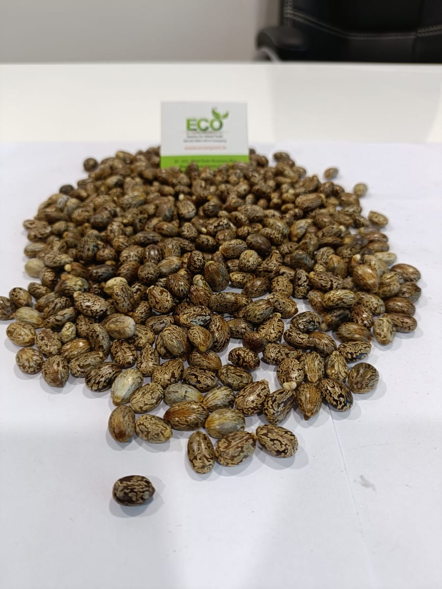 carrizo rootstock seeds