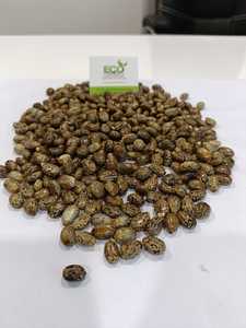 เมล็ด ricinus Communis - Product Image 4