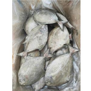 Pompano IQF สีดำสดแช่แข็งทั้งหมด24เดือนเก็บรักษาธรรมชาติบล็อกอาหารทะเลสีแดง Pomfret ปลาส่งออก - Product Image 6