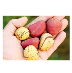 Organic Garcinia Kola-Bitter Kola <b>Nuts</b> Bulk - Product Image 2