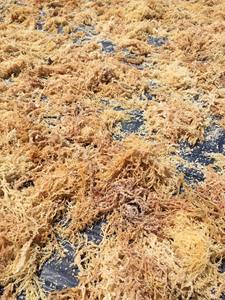 Algas marinas secas de alta calidad Eucheuma Cottonii hechas en Vietnam de 99 DATOS DE ORO - Product Image 6