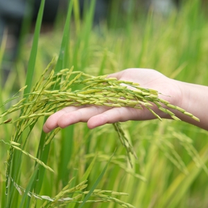 Nouilles de riz séchées de haute qualité, sac de 1 kg, durée de conservation de 24 mois, riz pur à 100 %, nourriture fraîche Nadisa - Product Image 3