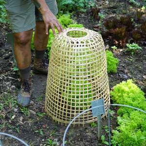 Sustainable Bamboo <b>Garden</b> <b>Cloche</b>-Wicker Dome Cover <b>for</b> Plants, Perfect <b>for</b> Wholesale | VIET FARGIMEX - Product Image 1