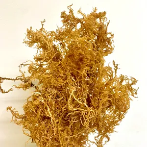 High quality Sea moss Seaweed from Vietnam Serena