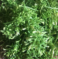 TOP EXPORTATION 2024 FLEURS DE PAYE MÂLES SÉCHÉES DU VIET NAM DE HAUTE QUALITÉ ET BON PRIX