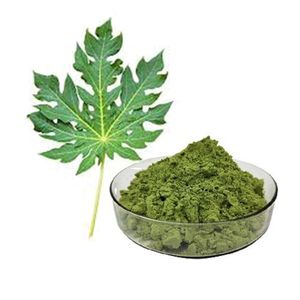 Poudre d'extrait de boost de vitalité de papaye Poudre de feuilles de papaye pure sans OGM Poudre de feuilles de papaye pratique à boire Prix d'usine - Product Image 6