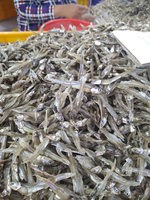 Pescado de anchoa prémium, de alta calidad, secado salado, en venta, vacaciones
