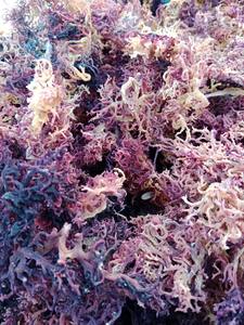Organic Purple Seamoss Dried Laver From Vietnam Purple Irish Sea Moss Dried Purple Sea Moss Sale In Bulk Purple Irish Sea Moss - Product Image 6