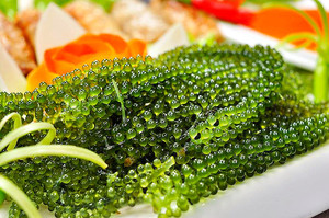 Uvas de Mar Frescas (Caulerpa Lentillifera) Algas Marinas de Primera Calidad de Vietnam OEM/Venta al por Mayor Disponible - Product Image 3