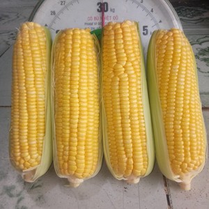 ข้าวโพดสวนแช่แข็ง/อุดมด้วยวิตามิน/ไม่มีสารเคมี/อาหารพืชบริสุทธ์ - Product Image 4