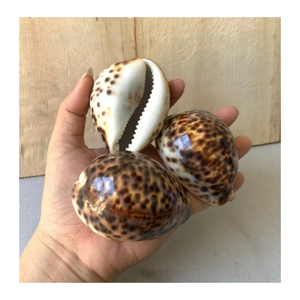 Cowrie Shell para arte y decoración en proyectos temáticos costeros por 99 Gold Data Vietnam Cowrie Shell Proveedor - Product Image 4