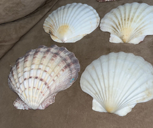 Les coquilles de pétoncles hautement cotées pour la découverte parfaite pour l'artisanat de décoration et plus de Lotus bleu Vietnam - Product Image 2