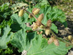 Fruits de Xanthium sibiricum séchés en vrac pour les extraits à base de plantes, les compléments alimentaires et les extraits végétaux - Product Image 4