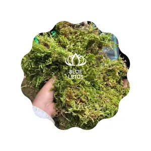 A granel musgo seco bosque verde musgo Vietnam plantar orquídea 2023 Loto Azul - Product Image 1