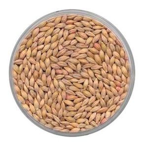 Meilleur prix pour les grains d'orge destinés au malt |   Orge pour l'alimentation animale, stock en vrac disponible avec emballage personnalisé - Product Image 1