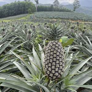 Ananas frais de qualité supérieure du Vietnam avec un Brix élevé, approvisionnement en vrac pour les importateurs - Product Image 2