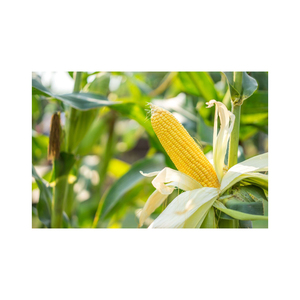 Maïs jaune pour l'alimentation des animaux maïs jaune pour l'alimentation des volailles - Product Image 1
