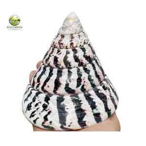 Conchas de Trochus Naturales, Conchas de Madreperla en Forma de Cono, Conchas Marinas Modernas Pulimentadas con Tacto Real para Manualidades y Decoración del Hogar de Estilo Costero - Product Image 4