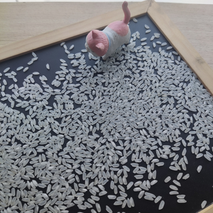 ข้าวเมล็ดปานกลางอียิปต์5% แตก (MS quincy WA: 84 858080598) - Product Image 4