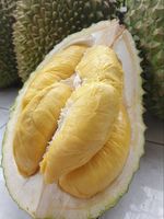 Vietnam 'S Verse Durian: Hoogwaardige, Nieuwe Oogst, Nu Op Voorraad