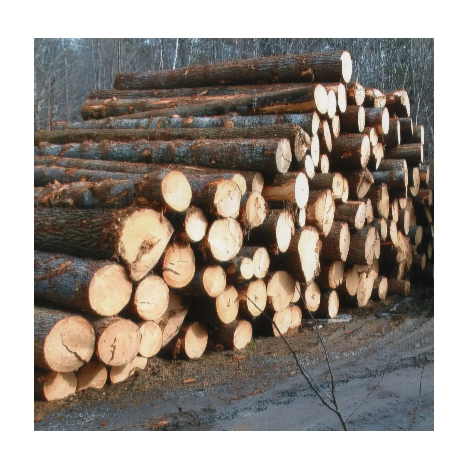 Fornitore all'ingrosso di legno duro tronchi rotondi di qualità Premium per la vendita