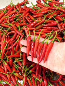 พริกแดงดิบคุณภาพสูง พริกตาไก่สด ผู้จัดจำหน่ายจากเวียดนาม พริกรสเผ็ดร้อน Capsicum Frutescens 30 กก./แพ็ค ขายส่ง - Product Image 5