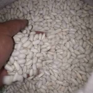 שעועית לבנה שטוחה טבעית מיובשת למכירה - Product Image 4