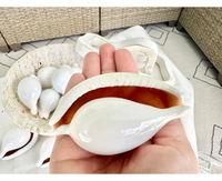 8cm grande coquille d'oeuf bien polie | Rare blanc lapin cauris coquillages exclusif plage Souvenir boutique de cadeaux inventaire qualité supérieure
