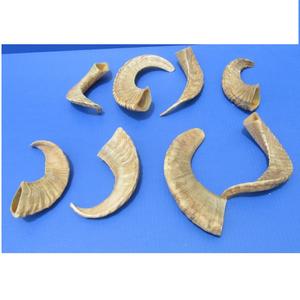 Corne de Ram Shofar Corne à usage religieux juif Cornes de Ram Shofar de meilleure qualité - Product Image 2