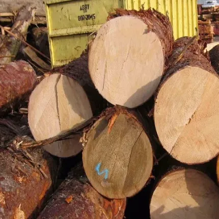 Kwaliteit Eucalyptus Logs/Dennenhout Boomstammen Berken Hout