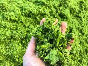 Exquisitas hojas de tapioca molidas/Receta familiar/Gran sabor/Origen vietnamita - Product Image 4