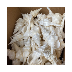 เปลือกหอยฟูซินัส อันดาตัส หลายขนาด ของที่ระลึกจากทะเล ของสะสมจากเปลือกหอยทะเล สำหรับส่งออก - Product Image 6