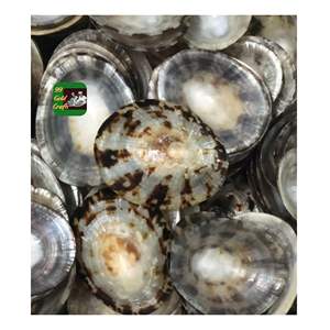 Conchas de Lapa de Vietnam ecológicas para decoración inspirada en el océano, diseño de joyas y artesanía sostenible, superventas 2025 - Product Image 6