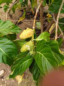 Fórmula de apoyo a la inmunidad, Noni orgánico prensado en frío, aumenta la energía y equilibra el bienestar a base de plantas - Product Image 5