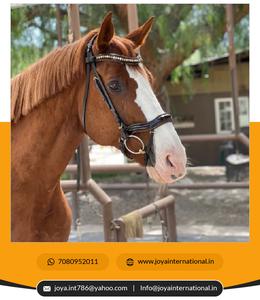 Bonne qualité Brown Patent Sparkle Anatomique Snaffle Bridle Factory Bulk Supply Fabriqué par Intelligent Horse Products - Product Image 3