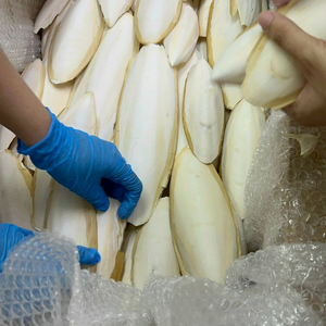 BULK-VERSORGUNG: GETROCKNETER CUTTLEFISH-KNOCHEN FÜR HAUSTIER ERNÄHRUNG!