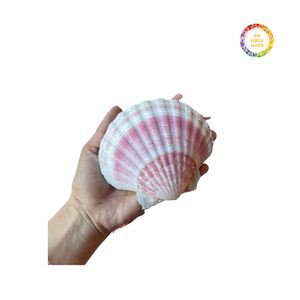 Conchas vieiras pintadas de alta calidad Forma natural Estilo animal Ecológico para manualidades y decoración - Product Image 1